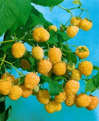 Produktbild von Rubus idaeus 'Golden Everest', Himbeere, gelbfruchtig, 30–40 cm