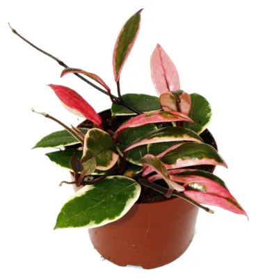Obrázek produktu pro Hoya carnosa „Flamingo Dream“ – popínavá pokojová rostlina s novými růžovými výhonky – porcelánová květina – vosková květina – květináč 12 cm