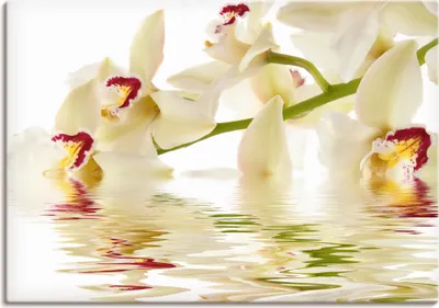 Produktbild von ARTland Leinwandbild Weiße Orchidee mit Wasserreflektion Größe: 70x50 cm
