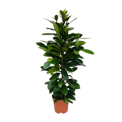 Image de Ficus Cyathistipula Ø21Cm - ↕105Cm