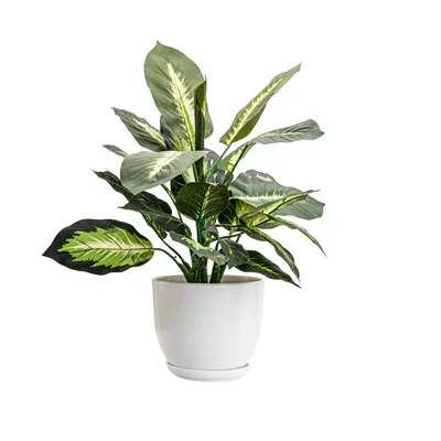 Immagine prodotto di Vaso da fiori in ceramica Rotondo con piattino bianco 13 cm lucido con foro di drenaggio