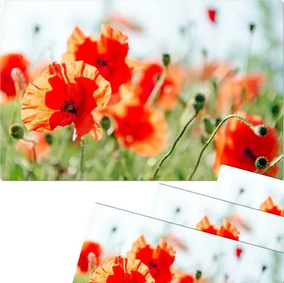Produktbild von Abwaschbare Tischsets 4er Set Sommer Mohn-Blumen