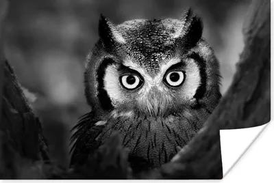 Produktbild von MuchoWow® Poster Vogel - Eule - Porträt - Schwarz - Weiß 180x120 cm - Fotoplakat