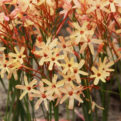Produktbild von Ixia Zwiebeln Blumen Glockenblume Kornlilie Eos 10 St.