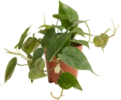 Image de Bloomique - Philodendron Scandens - Plante retombante - Convient également comme plante grimpante - Plante d'intérieur - Purificateur d'air - Facile d'entretien - Hauteur 15-20 cm - Pot 12 cm