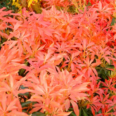 Immagine prodotto di Campanule ombrose - Pieris 'Forest Flame'  | 30-40 cm in contenitore