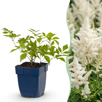 Produktbild von Green boutiQ - Staude - Astilbe (J) Deutschland - Prachtspiere - Schatten - Weiß - 24 Pflanzen - Topf 11cm - Höhe 15-25cm