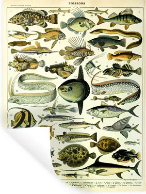 Produktbild von MuchoWow® Wandtattoo Wandsticker Wandaufkleber Adolphe Millot - Kunst - Vintage - Fische - Tiere 60x80 cm Selbstklebend und Repositionierbar - Repositionierbar - Wasser abweisend