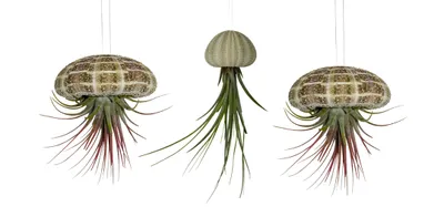 Produktbild von 3er Set Seeigelgehäuse mit echter Tillandsia