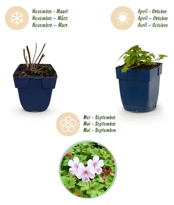 Image de Green boutiQ - Vasteplant - Geranium macr. Spessart - Ooievaarsbek - Bodembedekkend - Wit-Roze - 6 Planten - Pot 11cm - Hoogte 15-25cm