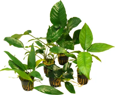 Produktbild von 5 Töpfe Speerblatt gemixt (Anubias) - Sonderangebot