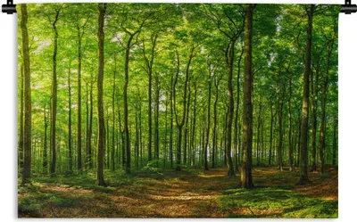 Produktbild von MuchoWow® Wandteppich Wandbehang Wald - Baum - Pflanzen 90x60 cm Tapisserie Dekoration Wandtuch - Wandskulpturen - Bildteppich