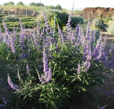 Obrázok produktu pre 2 x mníšske korenie - Vitex agnus-castus | 30-40 cm v nádobe
