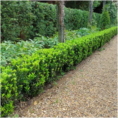 Produktbild von Plants by Frank | 24 Grüne Spindelstrauch Pflanzen | Euonymus Japonicus 'Green Spire' | Heckenpflanzen | Gartenpflanzen