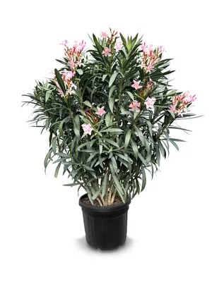 Zdjęcie produktu dla Sunny Tree - Roślina - Oleander - Nerium Oleander - Wysokość 140-160 cm - Kolor różowy - Roślina zewnętrzna