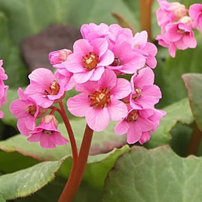 Image de 6 x Bergenia  - Bergenia 'Morgenrote'  | Pot 9 cm x 9 cm