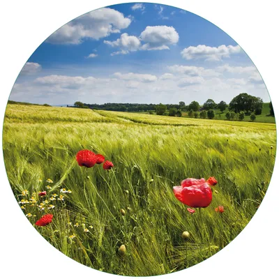 Produktbild von Wallario Premium Glasbild, freischwebende Optik, kräftige Farben, rund 50cm Durchmesser, Motiv Mohnblumenwiese auf grüner Wiese unter blauem Himmel