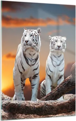 Produktbild von Bilder auf glas - Einteilig - Tiger weiß Rock Sonnenuntergang - 50x70cm - Glasbilder - Wandbilder - Bilder - Wanddekoration aus Glas - Glas Bilder - Wandbild auf Glas - GPA50x70-2901