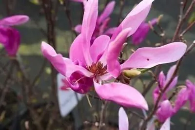 Produktbild von 10 x Magnolie - Magnolia 'Susan'  |  20-30 cm wurzelnackt