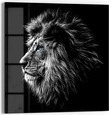 Produktbild von DEQORI Glasbild Echtglas 50x50 cm 'König der Tiere im Profil' Wandbild Bild modern Deko