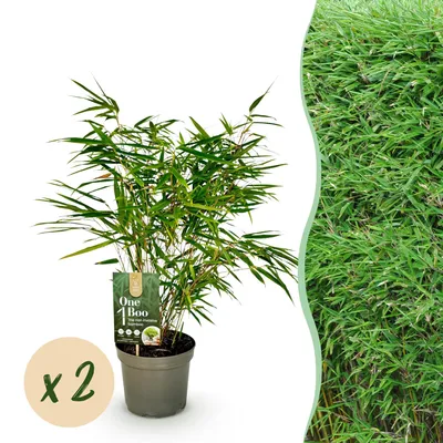 Image de Green boutiQ - Bambou - Fargesia rufa - Vert - 2 plantes - À feuillage persistant - Non envahissant - Pot de 17 cm - Hauteur 60 cm