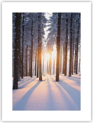 Produktbild von Poster - Poster ohne Rahmen - Wald Winter Schnee - 30x40 cm - Wand Bild - Wanddeko - Wandbilder - Kunstposter - Wandposter - Bilder - Kunstdruck - Wanddekoration - Wandbild - P2XPA30x40-3629
