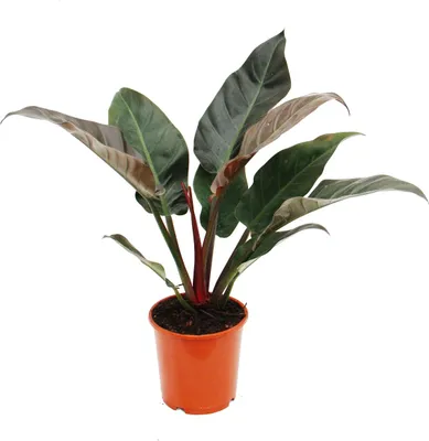 Exotenherz Philodendron Scandens Lime Gelbgrüner Kletternder Baumfreund 12cm Topf