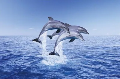 Zdjęcie produktu dla Dauphins Trio – 61 x 91,5 cm – Plakat