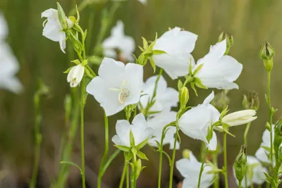 Produktbild von Campanula persicifolia 'Grandiflora Alba', Glockenblume, weiß, ca. 9x9 cm Topf