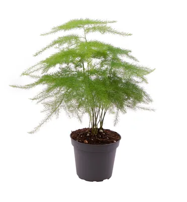 Produktbild von Asparagus setaceus Plumosus 35cm Zimmerpflanze