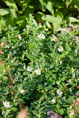 Zdjęcie produktu dla Arctostaphylos 'Massachusetts', mącznica lekarska, 20-25 cm