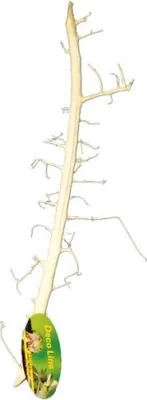 Image de Lucky Reptile Coral Wood