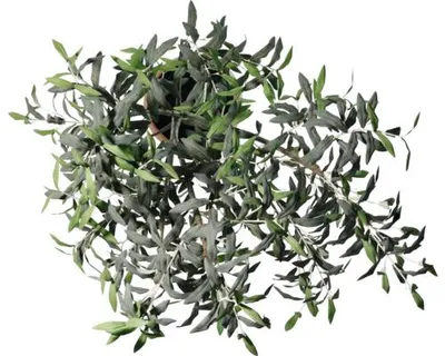 Produktbild von Kunstbaum Lafiora Olivenbaum im Zementtopf Kunststoff H 185 cm