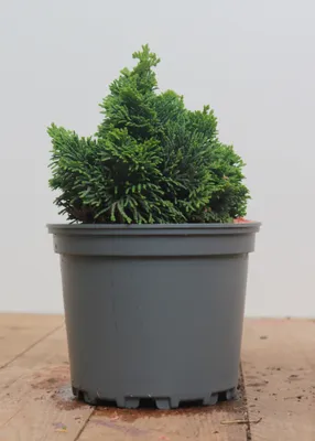 Produktbild von Chamaecyparis obtusa 'Nana Gracilis', Zwerg-Scheinzypresse, ca. 12 cm Topf