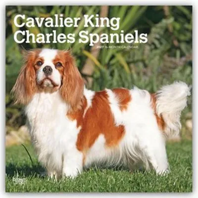 Produktbild von Cavalier King Charles Spaniels 2027 - 16-Monatskalender