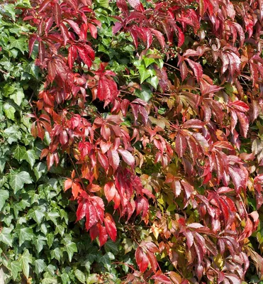Produktbild von Jungfernrebe 'ENGELMANNII' 30-40 cm, Cont. 2 l