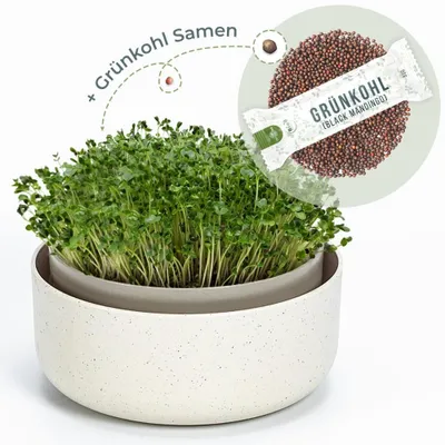 Produktbild von OraGarden Keimsprosskit mit Grünkohl Black Mandingo