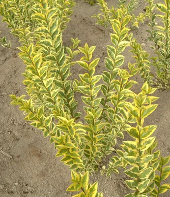 Produktbild von BALDUR Garten 1x Gold-Liguster, Pflanze im 9x9 cm-Topf, Ligustrum ovalifolium Aureum, Ligusterhecke, wintergrün, winterhart, mehrjährig, blühend, schnellwachsende Heckenpflanze