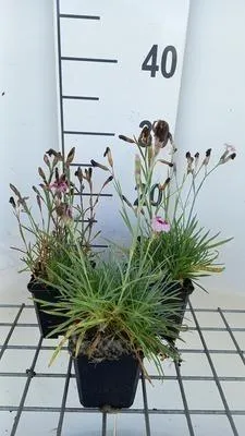 Obrázok produktu pre 6 x Dianthus allwooddii - Hvozdík - kvetináč 9 x 9 cm