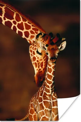 Produktbild von MuchoWow® Poster Porträt - Giraffe - Kind 120x180 cm - Kunstposter