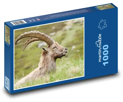 Zdjęcie produktu dla martinpuzzle - Puzzle 1000 elementów - Koźrożec