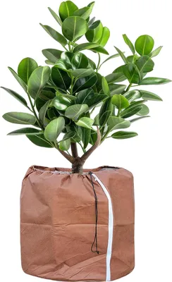 Immagine prodotto di Coperture protettive per piante da giardino, protezione invernale per vasi, 2 pezzi, 60 x 90 cm