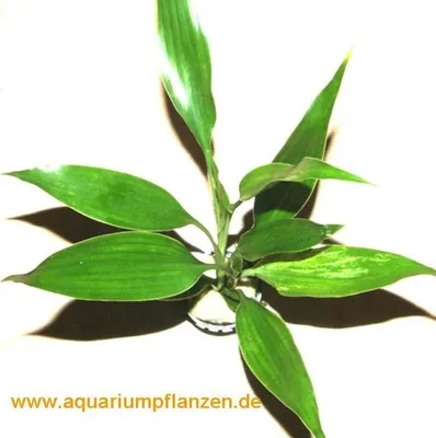 Produktbild von 1 Topf Dracenae grüner Drachenbaum, Sumpfpflanzen