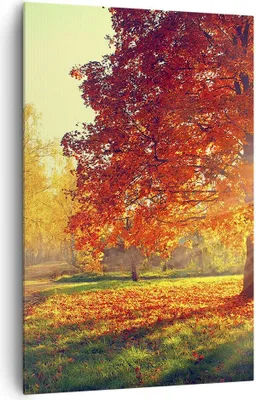 Produktbild von Bild auf Leinwand - Leinwandbild - Einteilig - Park Herbst Baum - 80x120cm - Wand Bild - Wanddeko - Wandbilder - Leinwanddruck - Wanddekoration - Leinwand bilder - Wandbild - PA80x120-3654