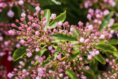 Produktbild von Kalmia latifolia, Berglorbeer, 30–40 cm