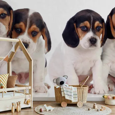 Produktbild von Selbstklebende Folie Fototapete - Sad Puppies 147x105 cm Tiere g-B-0203-a-a