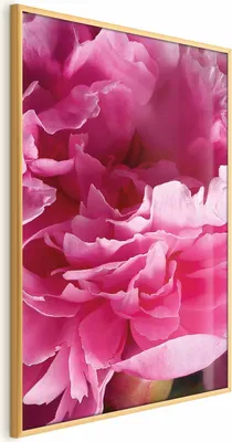 Produktbild von Posterpapier Poster - Beautiful Peonies 40x60 cm Blumen b-C-0400-ao-a