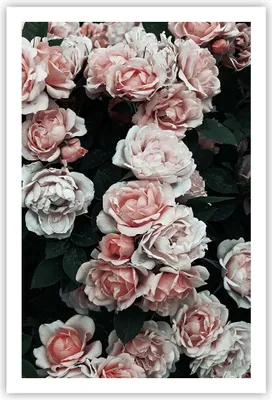 Produktbild von Poster - Poster ohne Rahmen - Rosen Blumen Blätter - 61x91,5 cm - Wand Bild - Wanddeko - Wandbilder - Kunstposter - Wandposter - Bilder - Kunstdruck - Wanddekoration - Wandbild - P2XPA61x91-4760