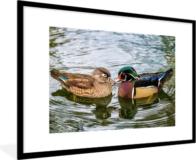 Produktbild von MuchoWow® Gerahmtes Poster Ente - Vögel - Wasser - Federn - Tiere 90x60 cm - Poster mit Schwarzem Bilderrahmen Wandposter Rahmen Foto Bilder - Wanddekoration - Fotos