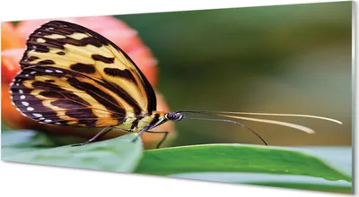Produktbild von Glasbilder 125x50 Wandkunst Schmetterling